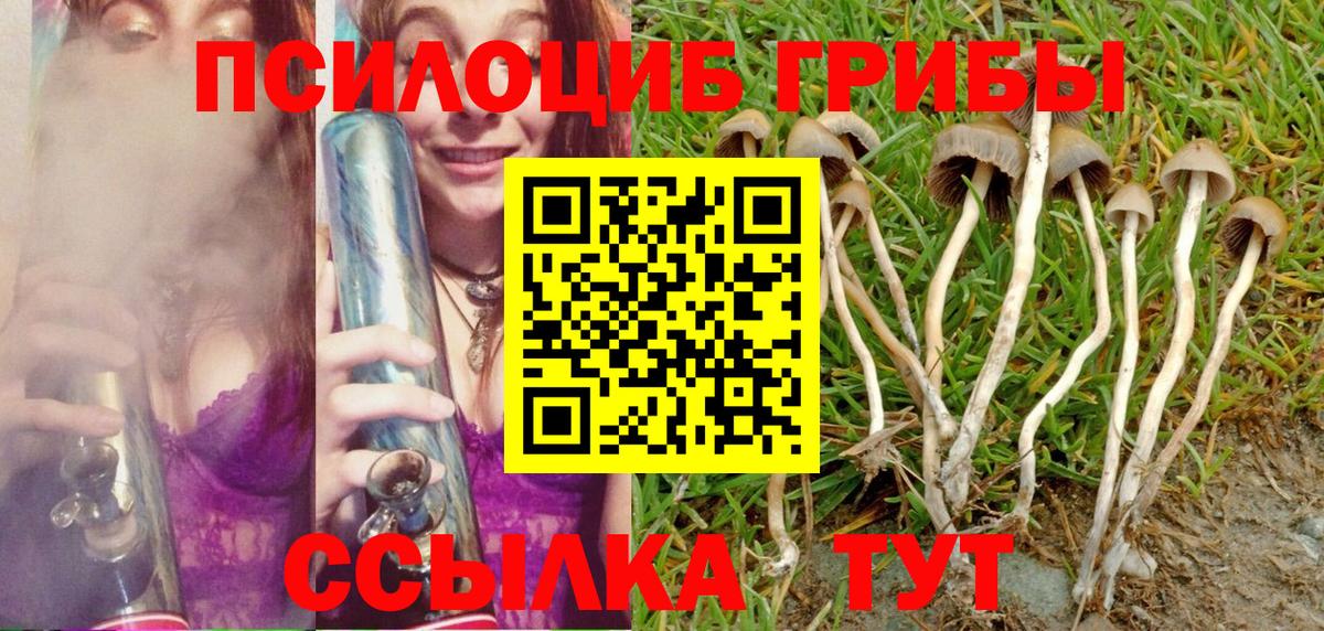Галлюциногенные грибы Psilocybe Амурск